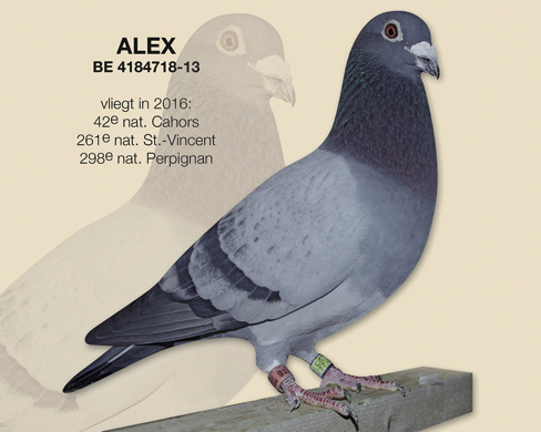 alex